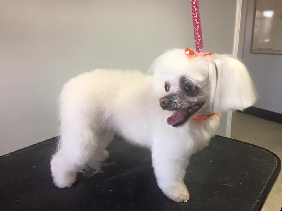 Groomed dog