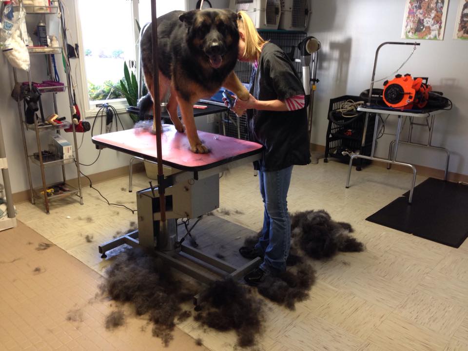 Groomed pet