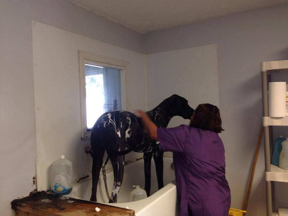 Pet bath